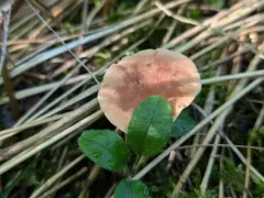 Birch Milkcap thumbnail 4