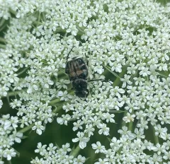 Bee-like Flower Scarab thumbnail 2