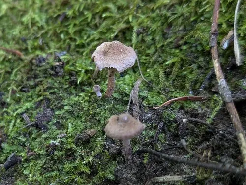 Inocybe mortenii
