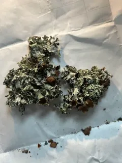 Tinted Rag Lichen thumbnail 3