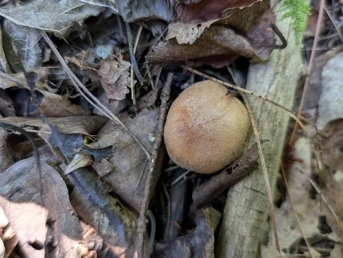 Cortinarius bivelus