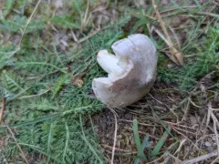 Tricholoma subacutum thumbnail 4