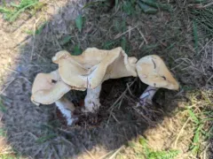 Yellow-stained funnel cap thumbnail 2
