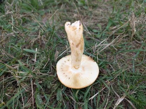 Russula katarinae