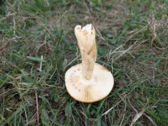 Russula katarinae thumbnail 1