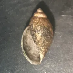 Acute Bladder Snail thumbnail 4