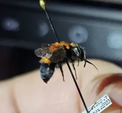 Melecta pacifica thumbnail 3
