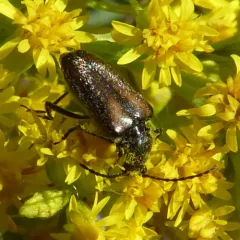 Gnathacmaeops pratensis thumbnail 4