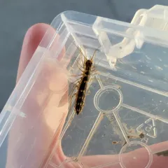 Japanese House Centipede thumbnail 3