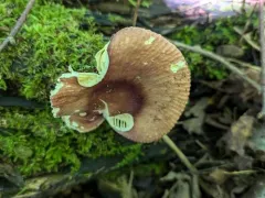Purple Swamp Brittlegill thumbnail 3