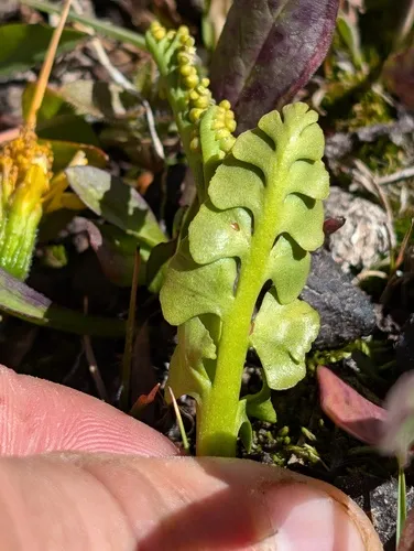 giant moonwort
