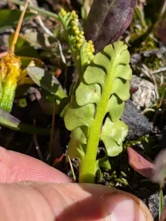 giant moonwort thumbnail 1