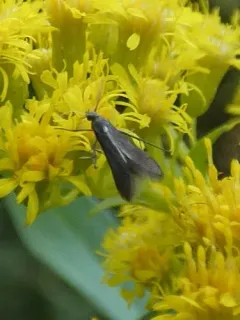 Schreckensteinia felicella thumbnail 2