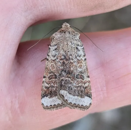 Abagrotis scopeops