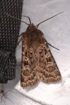 Mountain Dart thumbnail 2