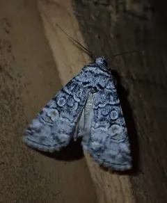 Sympistis dunbari thumbnail 2