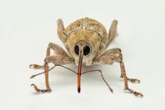 California Acorn Weevil thumbnail 3