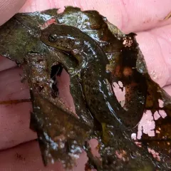 Southern Torrent Salamander thumbnail 3