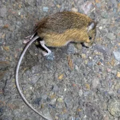 Northern Pacific Jumping Mouse thumbnail 3