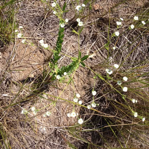 flowering spurge