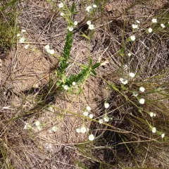 flowering spurge thumbnail 1