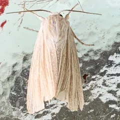Marsh Dagger thumbnail 3