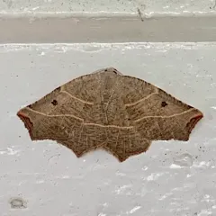 Pale Metanema Moth thumbnail 4