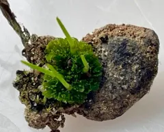 Field Hornwort thumbnail 3