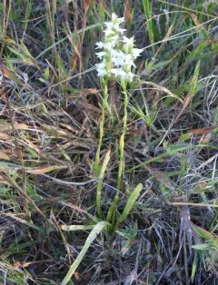 Ute Ladies'-tresses thumbnail 4