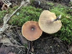 Picipes americanus thumbnail 2