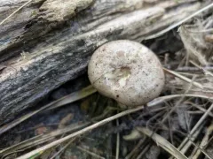 Lactarius montanus thumbnail 4