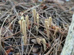 Clavariadelphus sachalinensis thumbnail 4