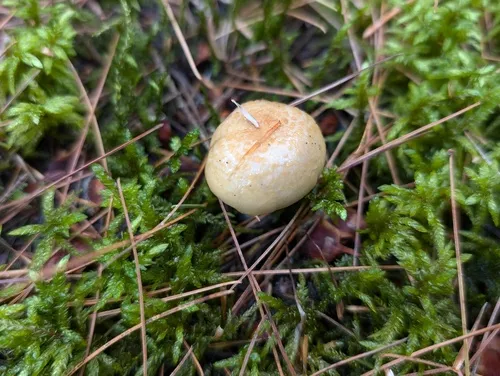 yellow webcap