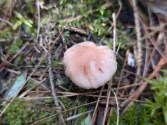 Gomphidius flavipes thumbnail 2