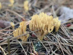 Phaeoclavulina eumorpha thumbnail 2