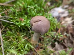 Cortinarius harvardensis thumbnail 2