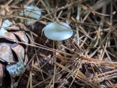 Leucocybe candicans thumbnail 4