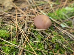Gerhardtia borealis thumbnail 1