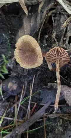 Cortinarius olivaceofulvus thumbnail 2