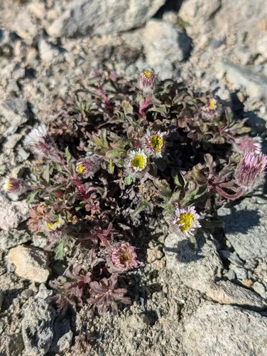 Pale Fleabane