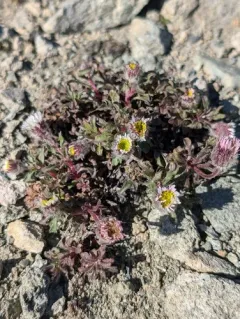 Pale Fleabane thumbnail 1
