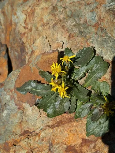 Elmer's Ragwort