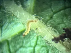 Rhopobota finitimana thumbnail 2