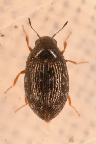 Metallic Pill Beetle