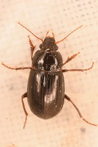Amara gibba