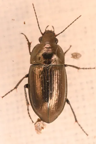 Amara erratica