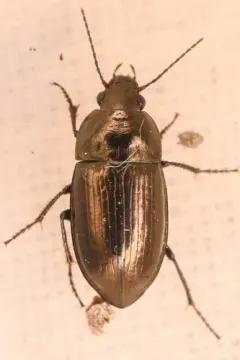 Amara erratica thumbnail 1