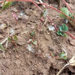 broadleaf knotweed thumbnail 1