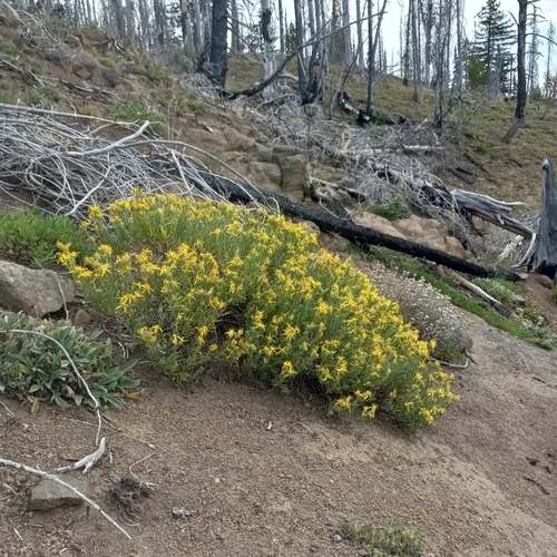 Greene's goldenbush