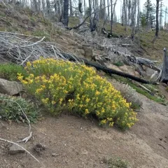 Greene's goldenbush thumbnail 1